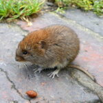 vole animal