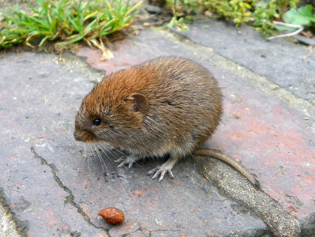 vole animal