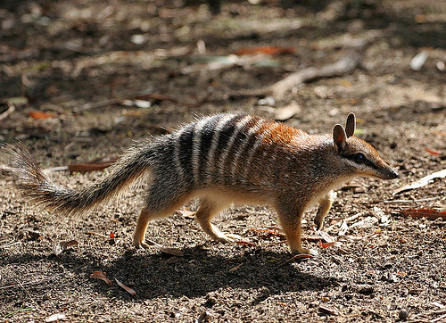 Numbat Symbolism: The Spirit of the Australian Marsupial