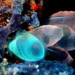 sea squirt, reef, coral