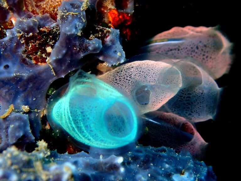 sea squirt, reef, coral