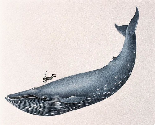 Blue Whale