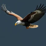 african fish eagle symbolism and meaning