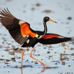 african jacana symbolism and meaning