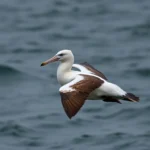 albatross symbolism and meaning