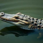 alligator gar symbolism and meaning