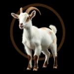 american pygmy goat symbolism and meaning