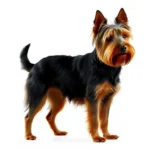 australian terrier symbolism and meaning