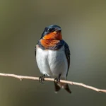 barn swallow symbolism and meaning