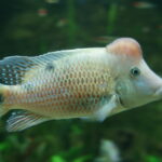 Geophagus steindachneri in Tropicarium-Oceanarium Budapest