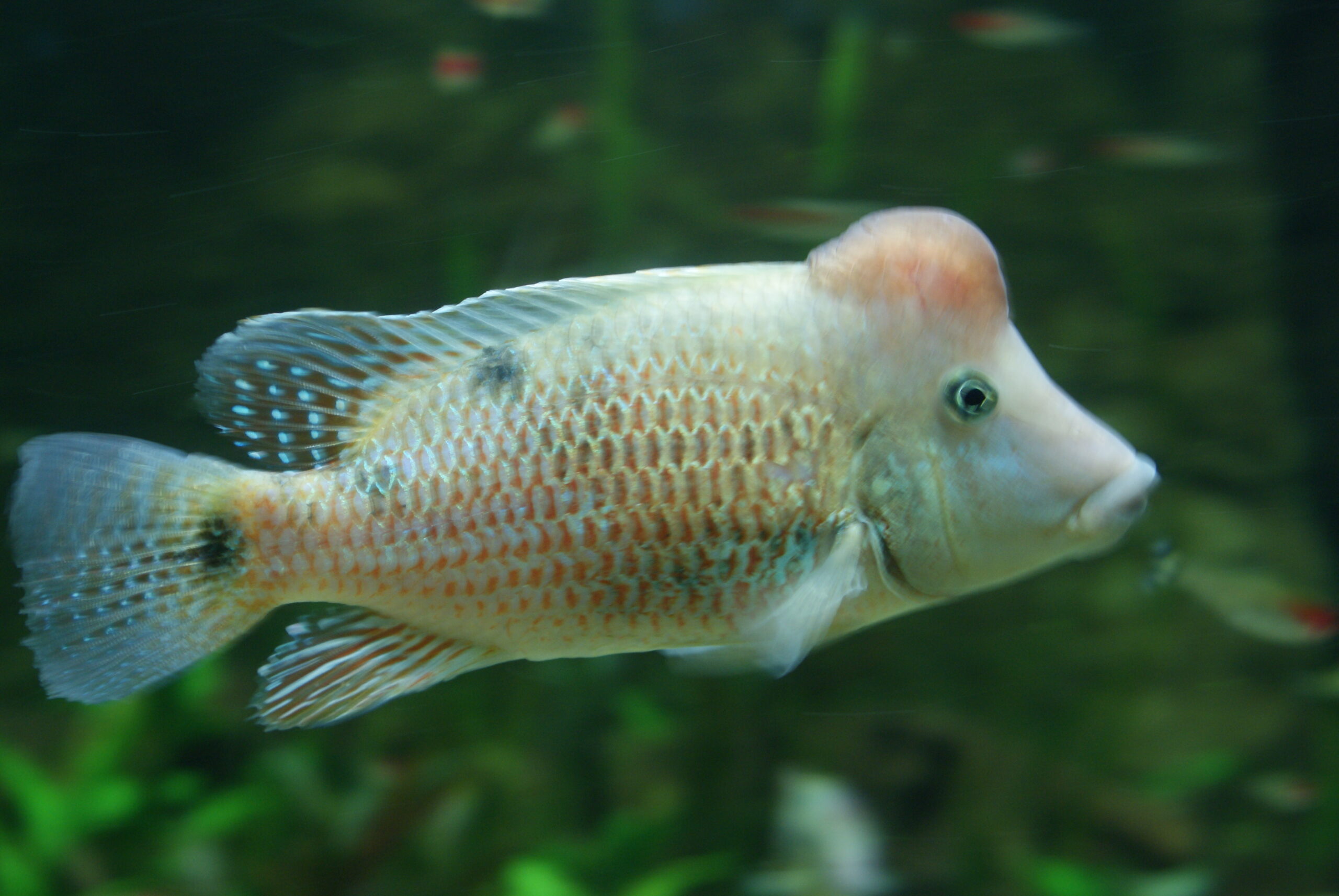 Geophagus steindachneri in Tropicarium-Oceanarium Budapest