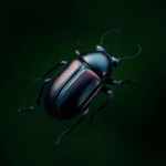 beetle symbolism and meaning