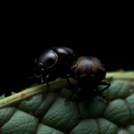 black aphids symbolism and meaning