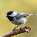 black capped chickadee symbolism and meaning