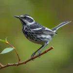 blackpoll warbler symbolism and meaning