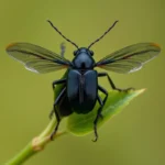 blister beetle symbolism and meaning