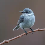 blue gray gnatcatcher symbolism and meaning