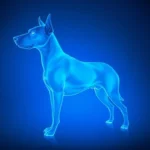 blue lacy dog symbolism and meaning