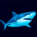 blue shark symbolism and meaning