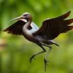 bronze winged jacana symbolism and meaning