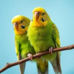 budgerigar symbolism and meaning