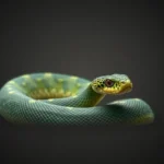 bush viper symbolism and meaning