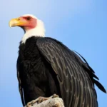 california condor symbolism and meaning