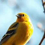 canary symbolism and meaning