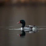 canvasback symbolism and meaning