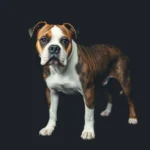 catahoula bulldog symbolism and meaning