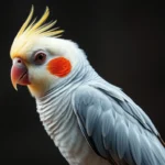 cockatiel symbolism and meaning