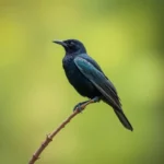 common grackle symbolism and meaning