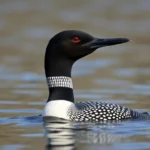 common loon symbolism and meaning