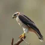 coopers hawk symbolism and meaning