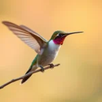 costas hummingbird symbolism and meaning