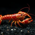 crayfish symbolism and meaning