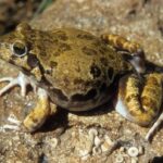 Desert Rain Frog