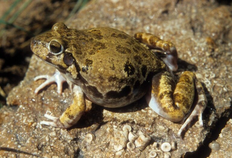 Desert Rain Frog