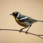 dickcissel symbolism and meaning