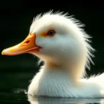 duck spirit animal