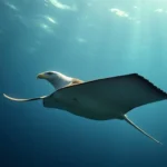 eagle ray symbolism and meaning