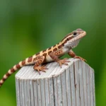 eastern fence lizard symbolism and meaning