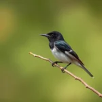 eastern kingbird symbolism and meaning