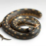 eastern rat snake symbolism and meaning