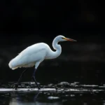 egret symbolism and meaning