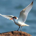 elegant tern symbolism and meaning