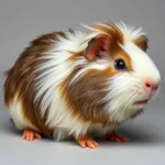 english crested guinea pig symbolism and meaning