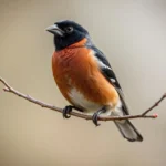 eurasian bullfinch symbolism and meaning