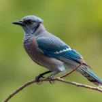 eurasian jay symbolism and meaning