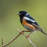 evening grosbeak symbolism and meaning